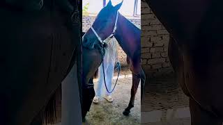 Download lagu Raising Horses Every Day – Simple Country Life 351 mp3