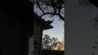 The Rooftop Camping Saga Continues