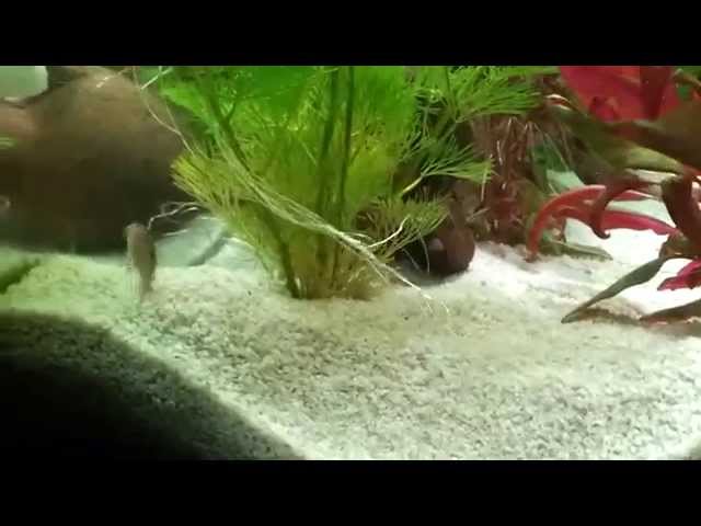 Comportamento Corydoras