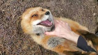 [問卦] 會讓人摸的狐狸是稀有動物嗎