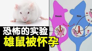 恐怖科学实验让公鼠怀孕产幼鼠，男人生孩子还远吗，代孕在中国被禁，有钱人流行海外代孕【时事追踪】