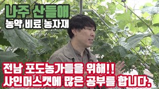 전남에 샤인머스캣 고수의 등장!!! 아직도 재배가 어려워!!! 나주 산들애로 오셔서 처방 받으세요 김천 영동…