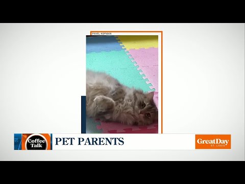The Pawfect Pet - Coffee Talk - YouTube