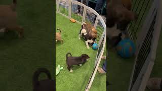 Video preview image #1 Mutt Puppy For Sale in Sanford, FL, USA