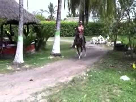 Potro Relicario FC x Centauro del Limon - Rey de la sabana