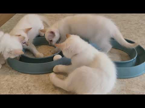 Red Point Siamese and Balinese Old Styles