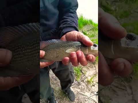 represa canelón grande🎣🎣💪#lineadepesca