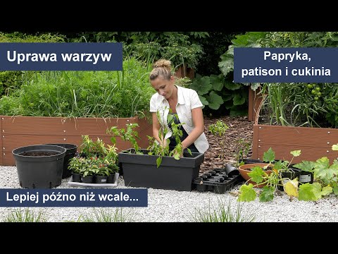 , title : 'Uprawa warzyw - papryka, patison i cukinia. Lepiej późno niż wcale... Ogród warzywny'