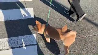 柴犬の子犬勘助のお散歩配信#4