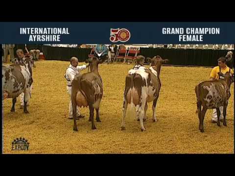 168 - Ayrshire Grand Champion Female
