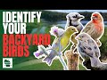 Learn to Identify 15 Common Backyard Birds of the Midwestern United States