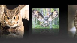 SoTaN & George Kagais - The Owl