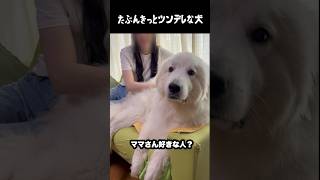 たぶんツンデレなはずの愛犬 #グレートピレニーズ #大型犬 #愛犬 #かわいい犬 #greatpyrenees