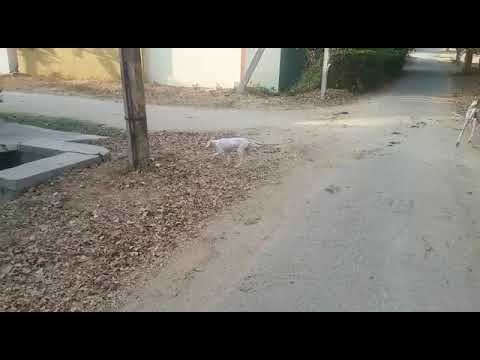 MUDHOL HOUND DOGS AVAILABLE MALE AND FEMALE