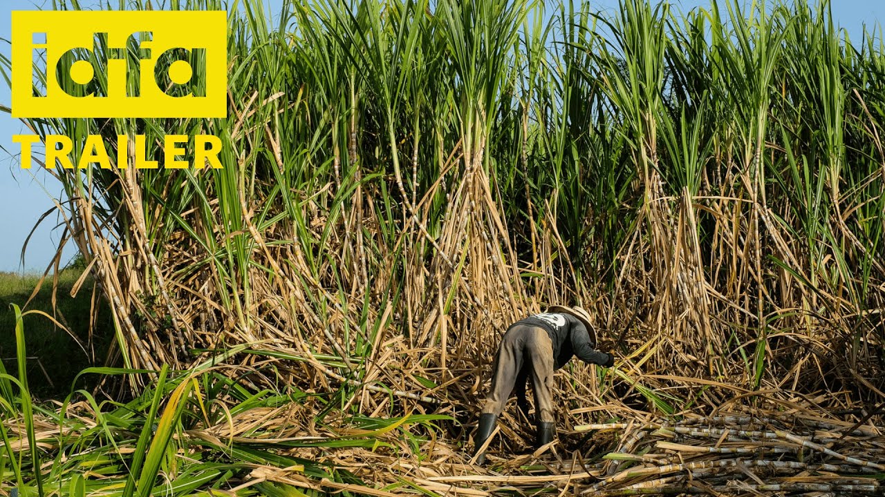 IDFA 2021 | Trailer | Words of Negroes