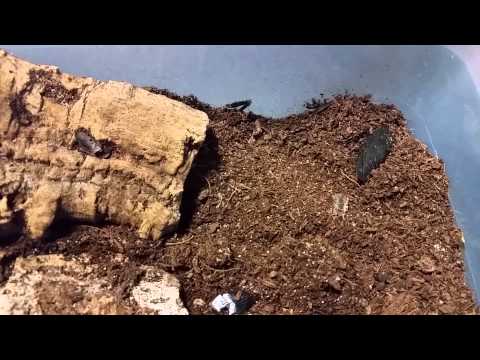 Šváb mŕtva hlava (Blaberus craniifer) — terárium, kŕmenie a správanie