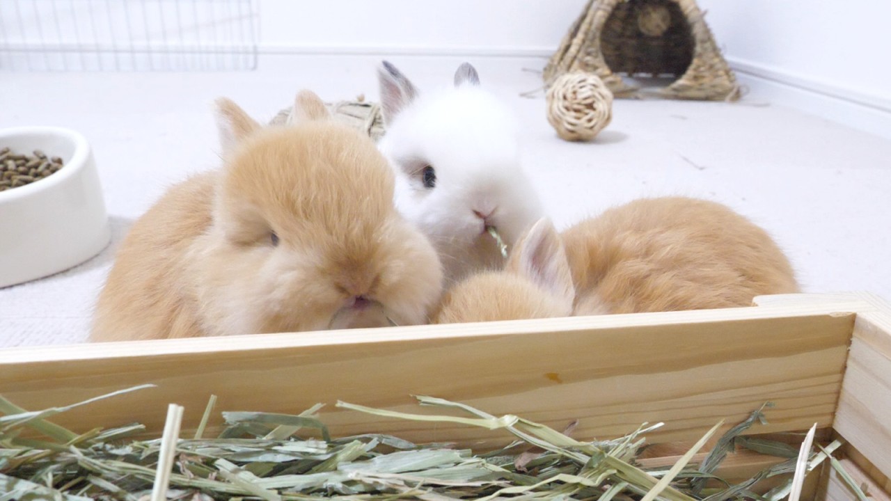 食いしん坊四つ子赤ちゃん