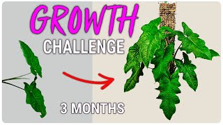 Syngonium in Semi Hydroponics: 100-Day Transformation Results