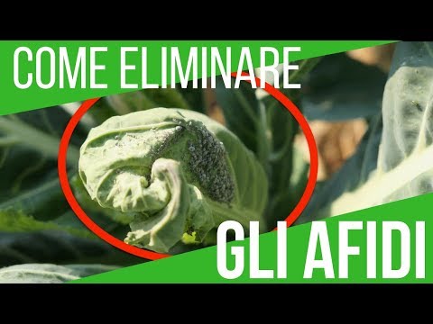 Azione di parassiti di assenzio Erbe da vermi per adulti