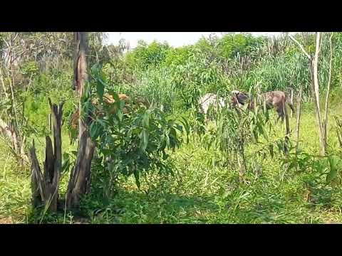 cavalos ,do Paraguai no Brasil