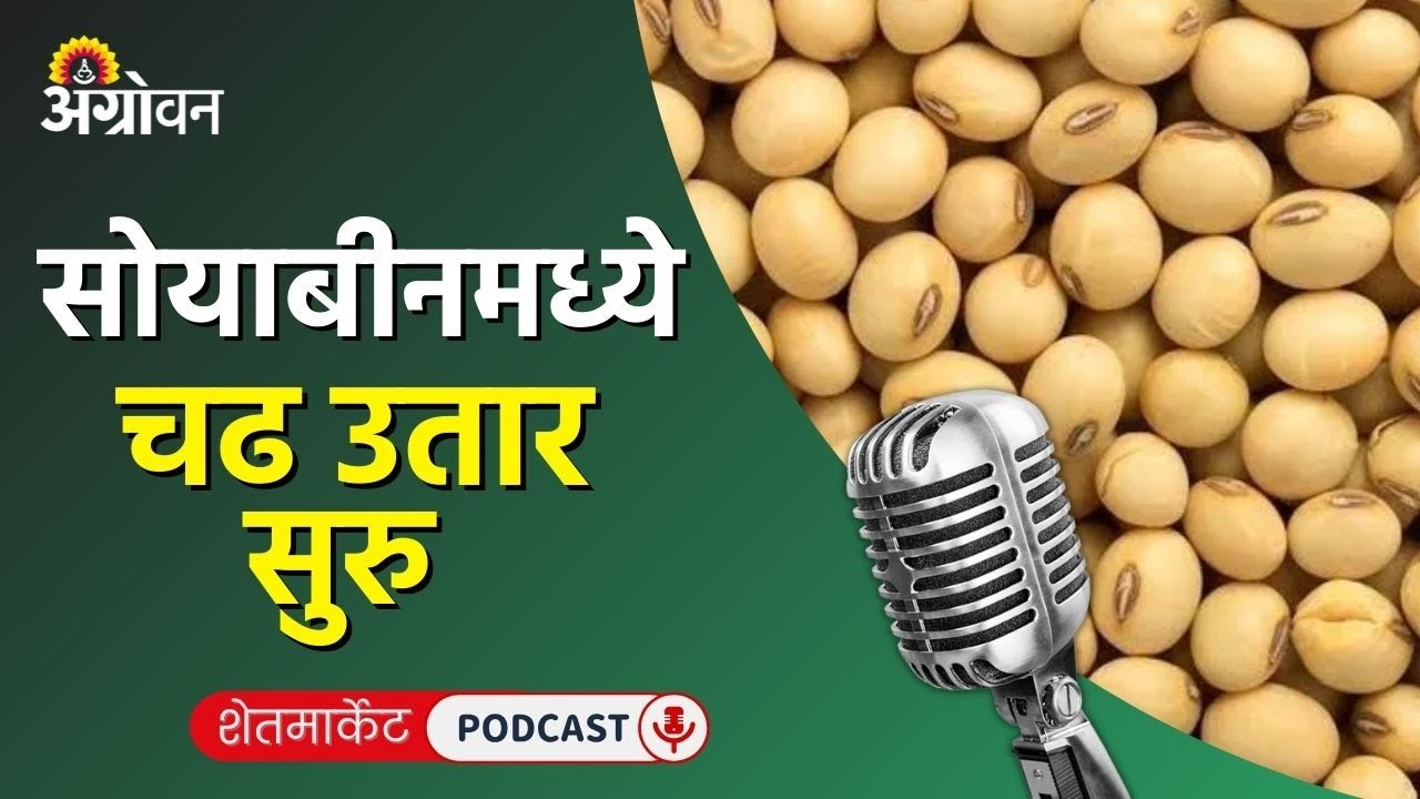 Cotton, Soybean Market: कापूस बाजारभाव, सोयाबीन भाव, कांदा बाजार, हरभरा दर  | Agrowon