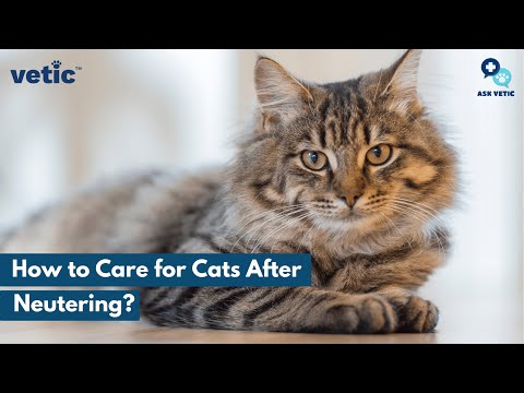 How to Care for Cats After Neutering | Veterinarian Answers Pet Parent Questions