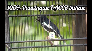 Download lagu PANCINGAN KACER PASTI NYAUT 🔥🔥🔥 KACER BAHAN PUN IKUT NYAUT mp3 Download lagu PANCINGAN KACER PASTI NYAUT 🔥🔥🔥 KACER BAHAN PUN IKUT NYAUT mp3