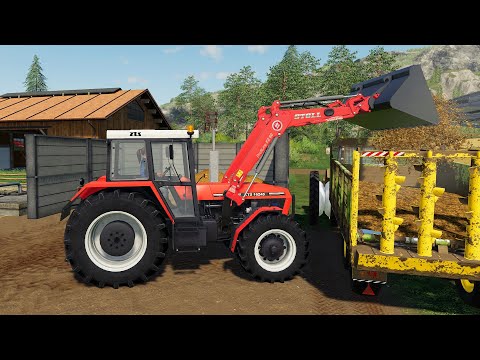 Conveyor for Sugar Beet and Manure Loading and Wheat Harvest & Claas combine harvester | Tractor