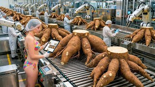 Inside the factory: Transforming tons of cassava into powdered flour every day (The entire process)