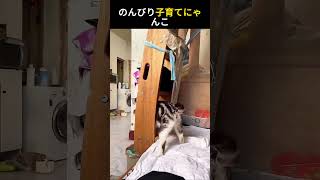 のんびり子育てにゃんこ#にゃんこ #子猫 #猫との暮らし #ペット動画 #癒し動物 #もふもふ猫 #かわいい猫