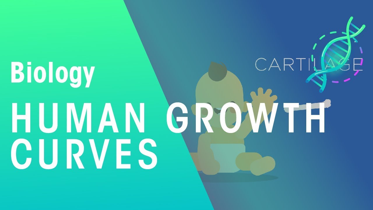 Human growth curves | Physiology | Biology | FuseSchool