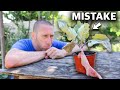 You’re Killing Your Plants if You Do This, 10 MISTAKES You Can’t Afford to Make in the Garden