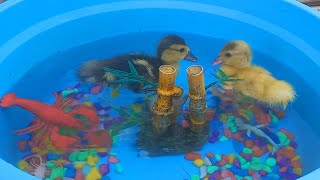 Ketika Bebek Bebek Lucu Melompat Minum Air dan Berenang Renang  Mencari Udang Besar