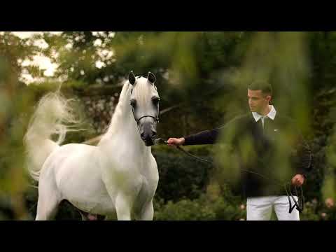 EQUIBORN K.A. - Budhen's Stud