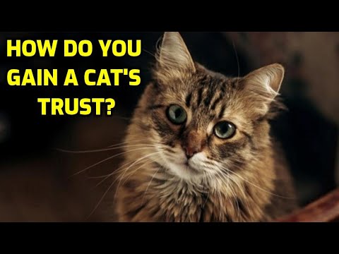 How To Get A Cat To Trust You