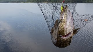 preview picture of video '03.08.2014, 9.00 большая щука, Финляндия, big pike, Finland lake fishing'