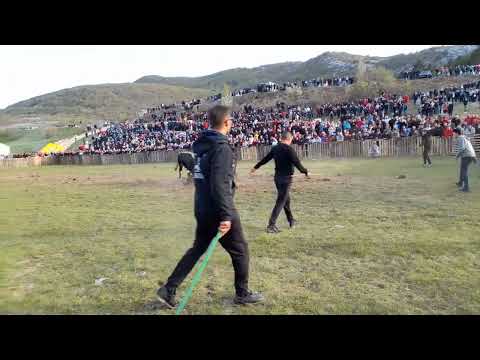 Ubica(peran)-vl.Kokani - Afrika(golub)-vl.Tomo Jukić