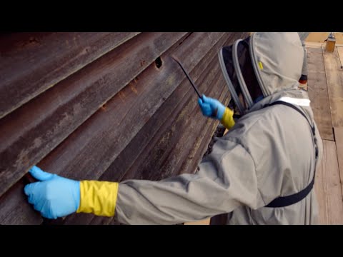 植物ベースの「死体探知犬」: 法医学者が人間の骨格をより迅速に発見する方法