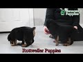 Rottweiler dogs for sale: Gracie - Video 1
