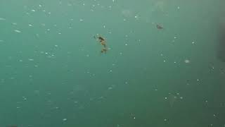 Balmorhea State Park Swimming Pool - July 25, 2025 - GoPro Hero 11