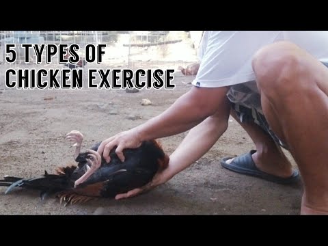 5 Types Of Exercise For Chicken/Vlog.#43