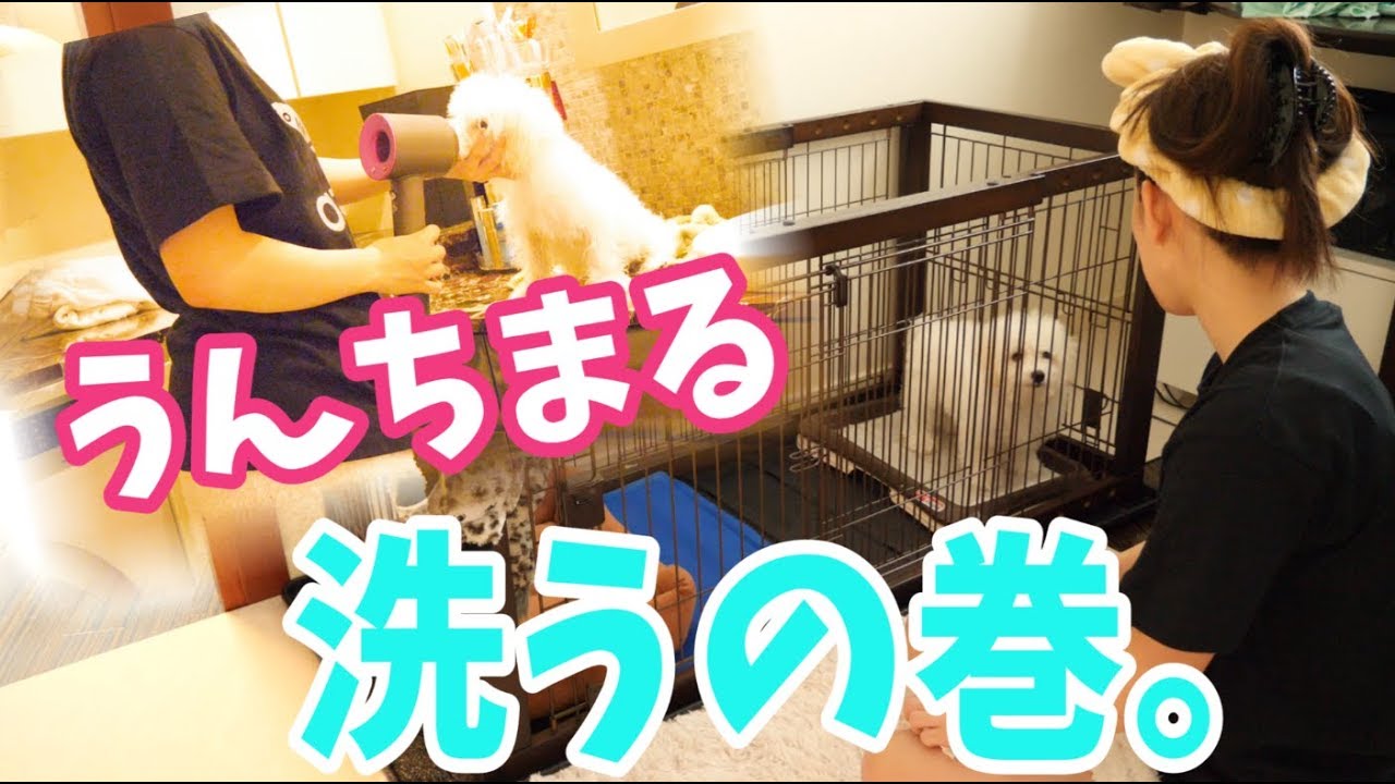 うんちまるになったので洗います。