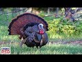 4 Tips For Hunting Turkeys In The Late Afternoon