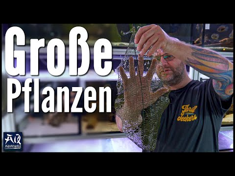 15 Pflanzen für (sehr) große Aquarien (feat. @ZOOBOXde) | AquaOwner
