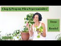 Pilea Peperomioides Chop And Prop