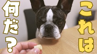 初めてのタケノコに興味津々のフレブルw
