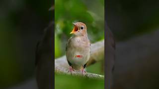 Download lagu SUARA MASTERAN SIKATAN LONDO SHORT#nightingale #sikatanlondo #birds #shorts #shortvideo#birdsounds mp3