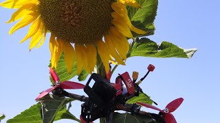 FPV fly hover the Sunflowers