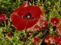 Comme un p'tit coquelicot 