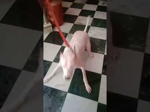 noora 😍 playing 🐕‍🦺 after bath 🐕